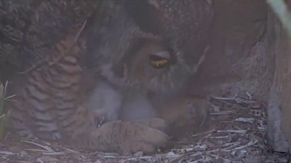Athena the owl's offspring released into the wild